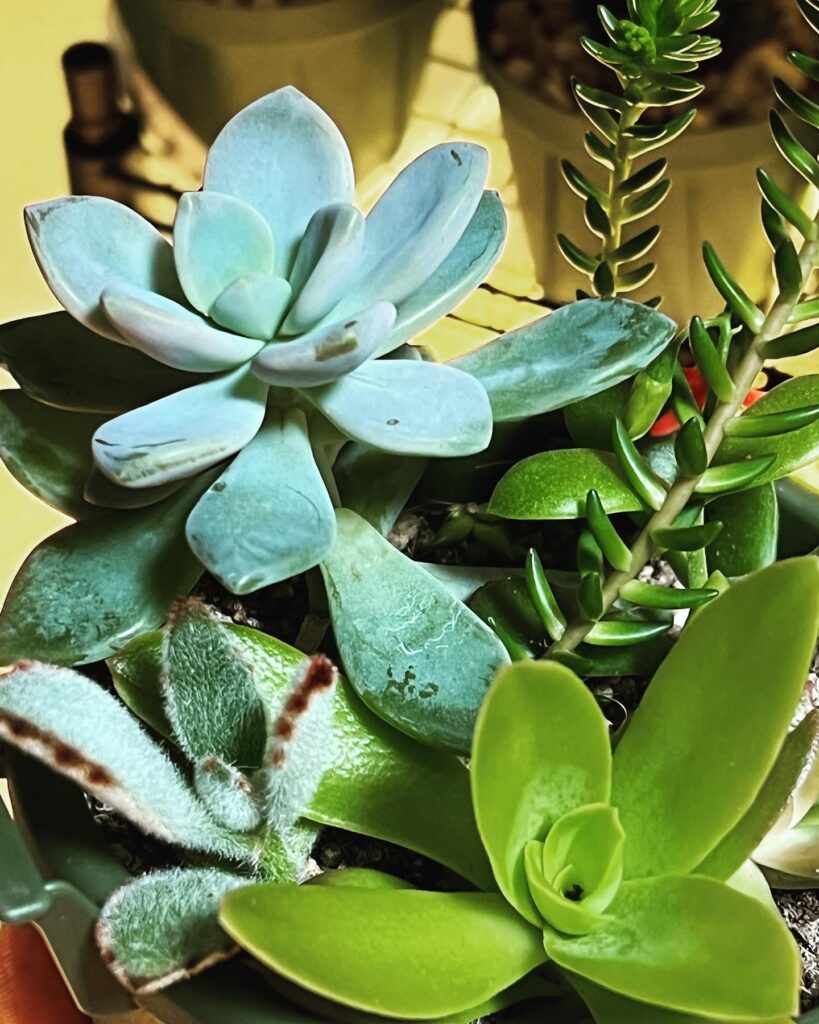 多肉植物 アマゾネス錦♡カキコ | gulatilaw.com